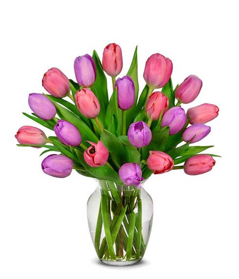 Pretty in Pink and Purple Tulips - 20 Stems