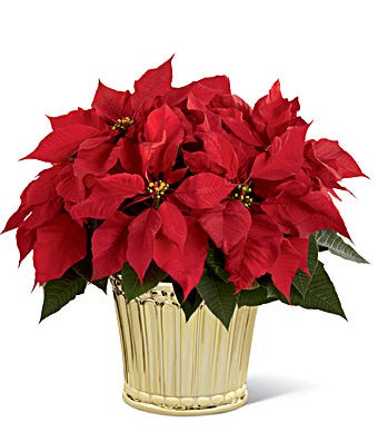 Christmas Poinsettia Plant for same day delivery by a florist
