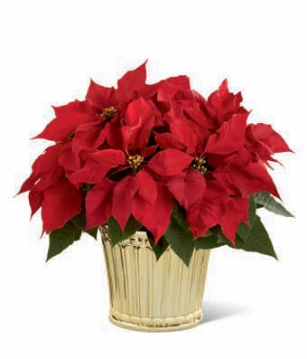 Cheapest red poinsettia flowers for same day delivery