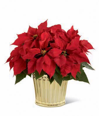 gold poinsettia plant delivery, cheap poinsettia plant delivery by send flowers