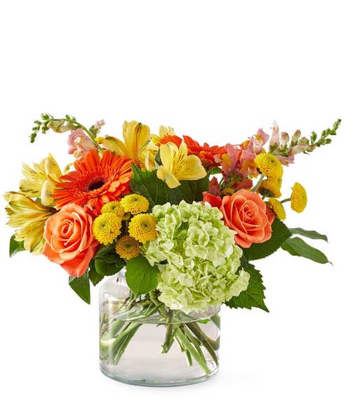 Orange Roses & Gerbera Daisies, Green Hydrangeas, Yellow Alstroemeria & Buttom Poms with floral greens in a glass cinch vase against a white background