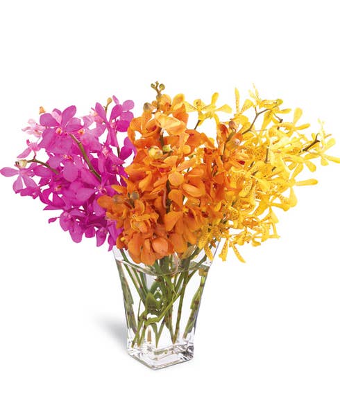Mokara orchids arrangement with pink, orange and yellow mokara orchids