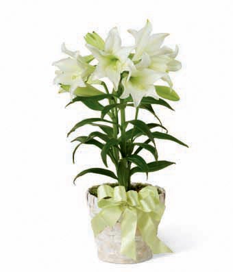 Lilies Plant 6 Inch Diameter Container with Light Green Satin Bow