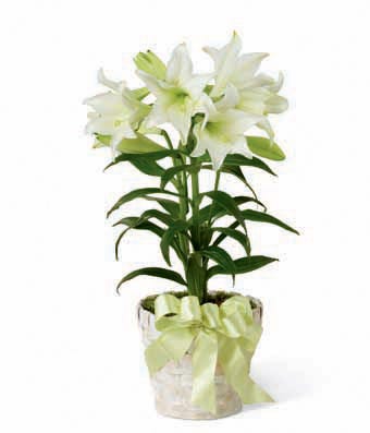 White lily plant 