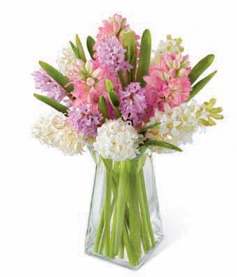 Mixed hyacinth bouquet with white, lavender and hot pink hyacinth flowers