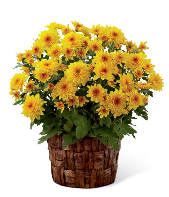 Yellow Chrysanthemum Planter in a Banana Leaf Pot cover