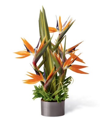 A Bouquet of Yellow Pincushion Protea and Birds of Paradise in a Clear Rectangular Vase