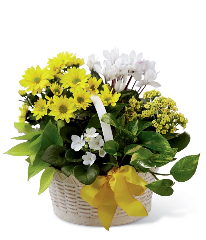 Yellow Chrysanthemum Plant, Yellow Kalanchoe Plant, White African Violet Plant and White Cyclamen Plant in a Woven Round Woodchip Basket with Lush Greens and Decorative Ribbon