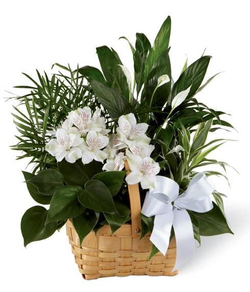 A collection of green plants accented by stems of white Peruvian lilies in a natural woodchip rectangular basket