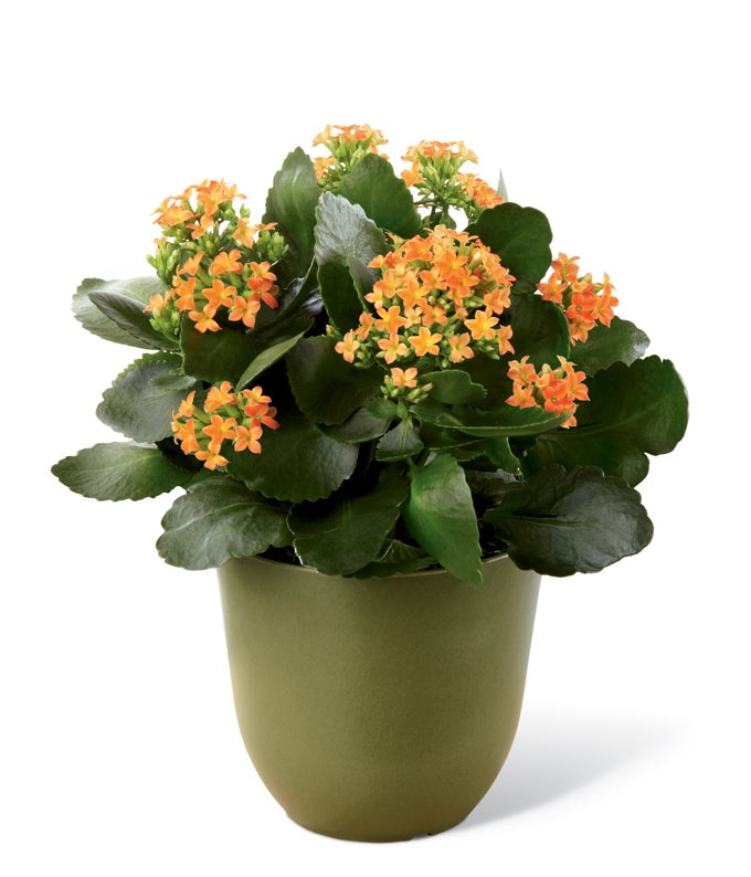 Bright Orange Kalanchoe Plant in a Green Biodegradable Pot
