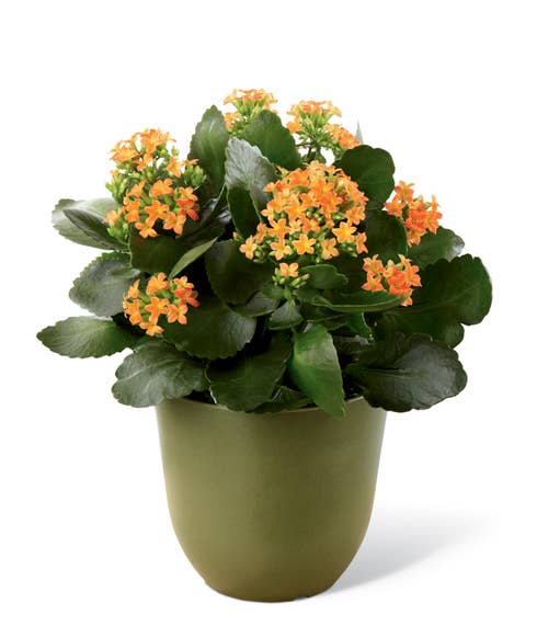 A 6 inch bright orange Kalanchoe plant amongst lush green foliage in a green biodegradable pot
