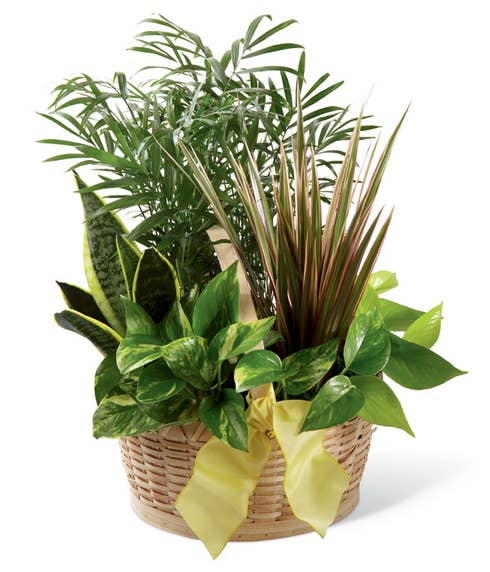 An assortment of six greens plants presented in a natural round woodchip basket with a yellow wired taffeta ribbon