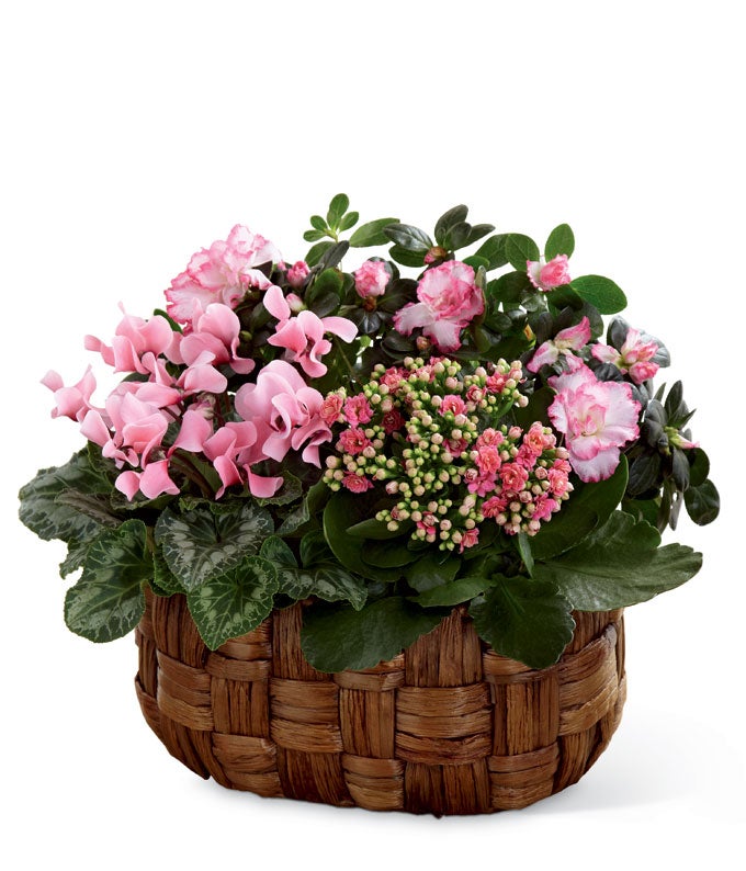 Pink Cyclamen, Azalea, and Calandiva Plant in an Oval Woven Banana Leaf Container