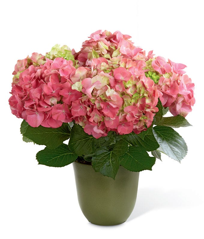 Pink hydrangea plants at send flowers, send a pink hydrangea plant 