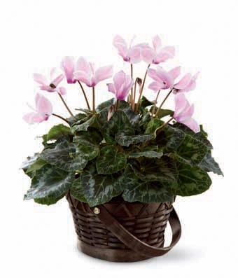 Pink cyclamen plant same day delivery and pink cyclamen planter delivery