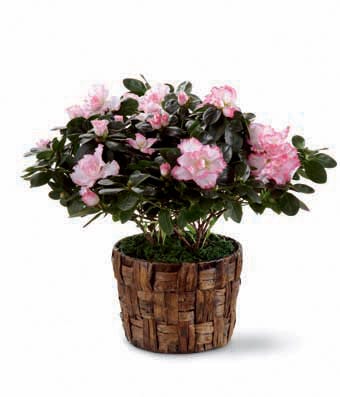 Pink azalea plant delivery and blooming planter azalea pink plant