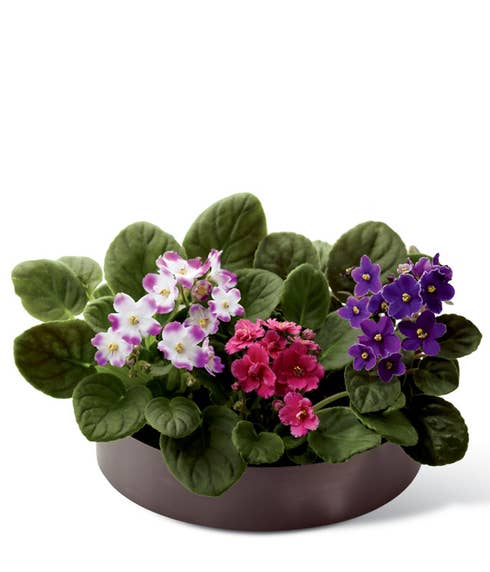 Three African violet plants in an African violet delivery dish garden