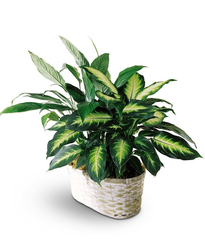 Spathiphyllum and Dieffenbachia in a Whitewash Double Pot Cover
