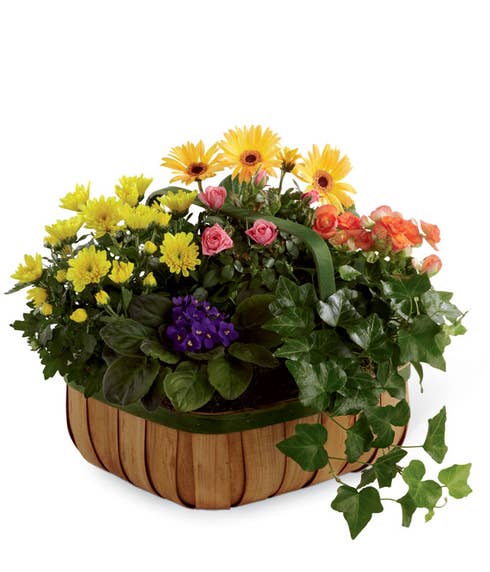 Colorful sympathy flowering plant basket featuring a yellow chrysanthemum plant, coral begonia plant, yellow gerbera daisy plant, and pink mini rose plant