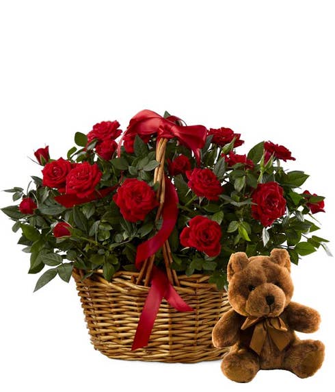 Red rose plant in a basket with a teddy bear