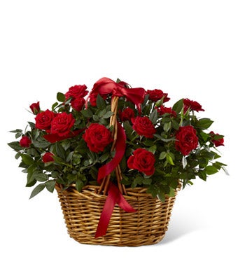 Red rose bush plant delivery and Mother's Day gift ideas