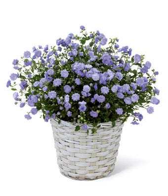 A 6 inch campanula plant in a whitewash woven container