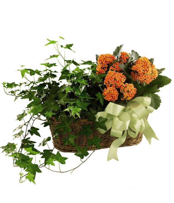 A bouquet of Orange Kalanchoe, Ivy Plant on a woven basket with a decorative bow