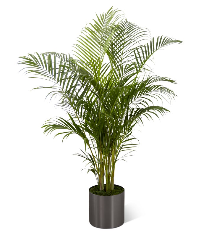 Palm Plant in a Round Graphite Container with Card Message