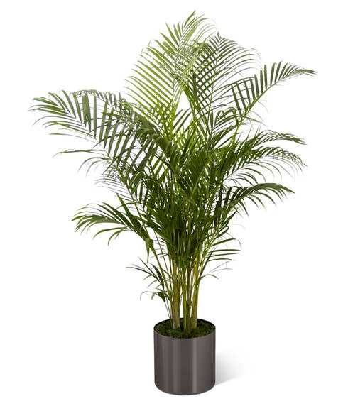 A 10 inch Palm plant in a round graphite container for plant delivery