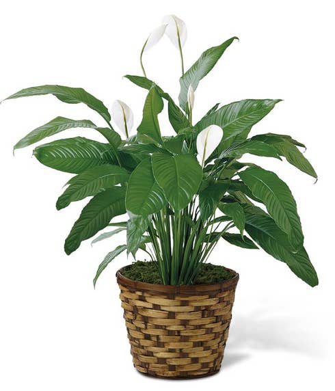 An 8 inch Spathiphyllum plant in a round woven container