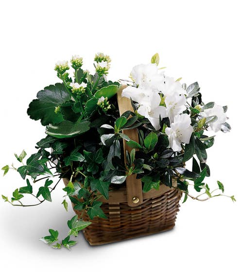 White kalanchoes and azalea plants in a basket