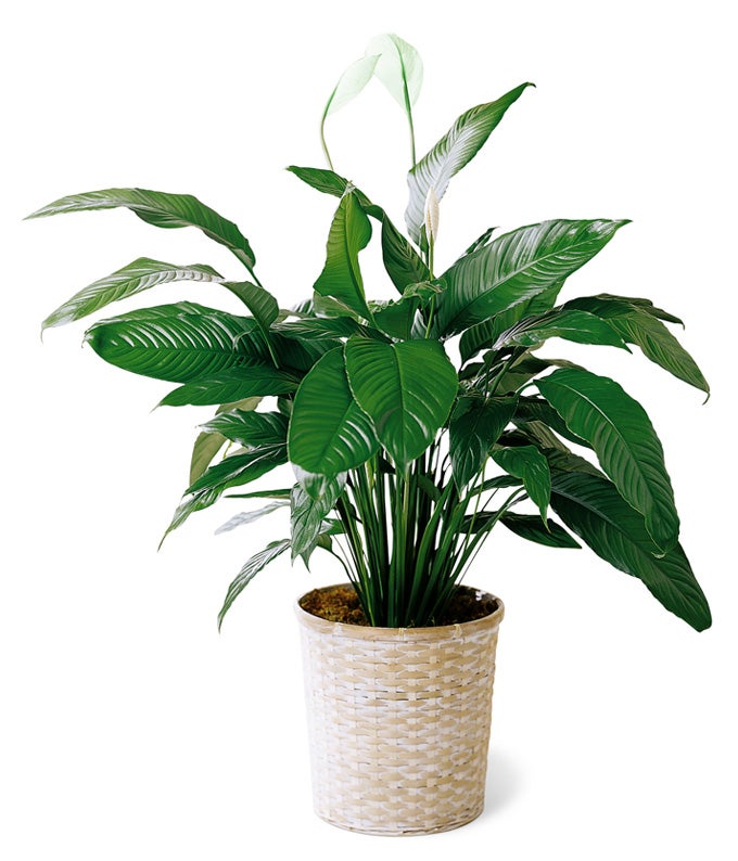Peace Lily Planter in a White Woven Potted Basket
