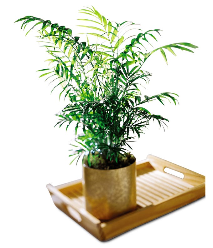 Indoor palm plant delivery and indoor palm planter delivery at Send Flowers