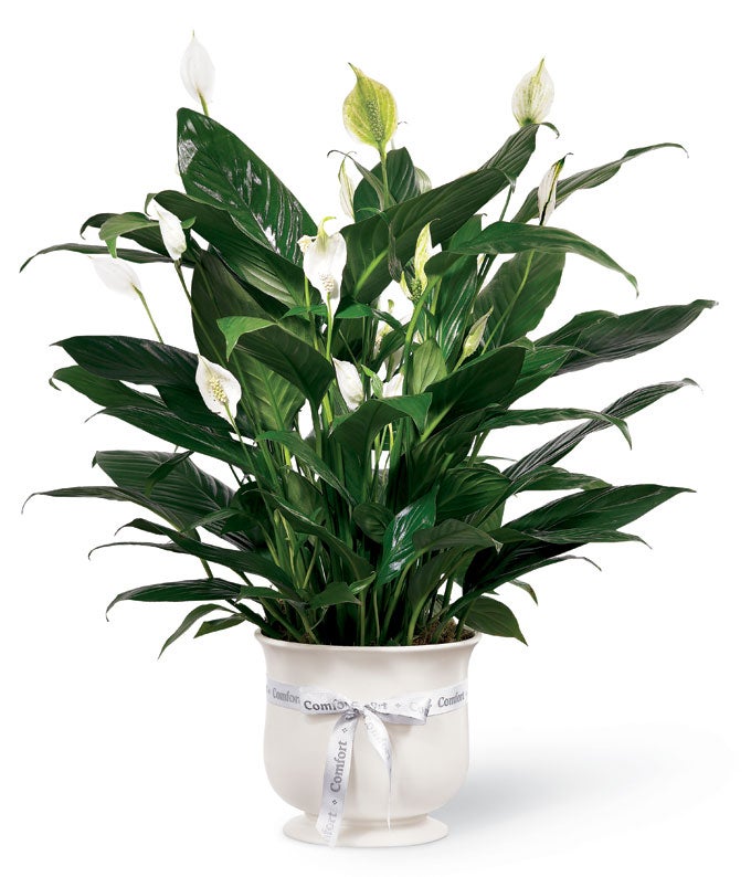  Peace Lilies Planter on Ivory Ceramic Pot with Decorative Ribbon