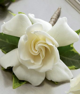 A boutonniere of a single white gardenia bloom with variegated ivy
