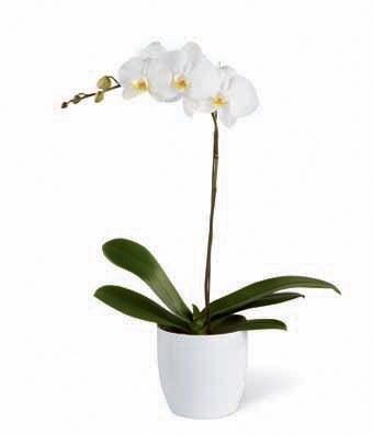 White Phalaenopsis Orchid Plant in a Cream Ceramic Vase