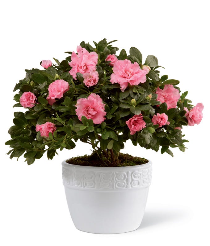 Pink Azalea plant in white ceramic container