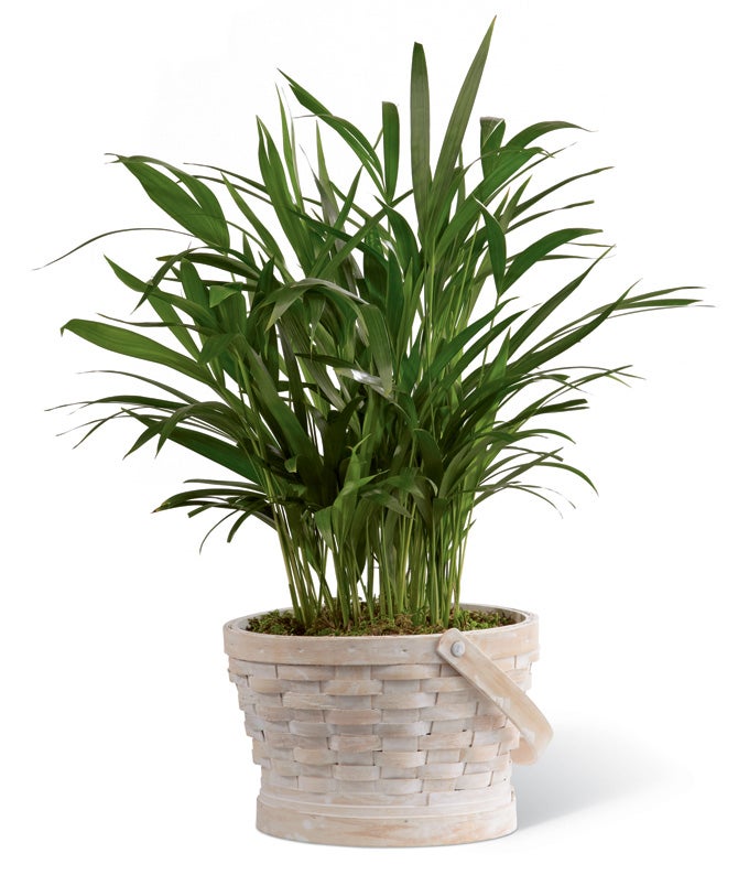 Palm Plant in a Large Whitewash Basket with Card Message Included