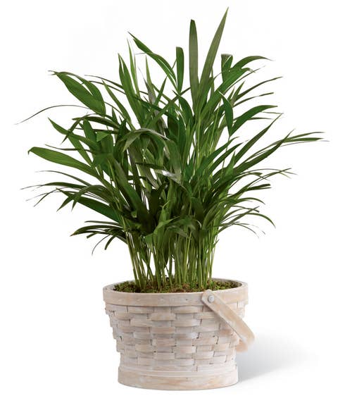 Sympathy palm plant in basket for delivery today 