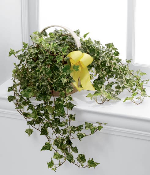 Ivy planter and discount ivy plant delivery from Send Flowers