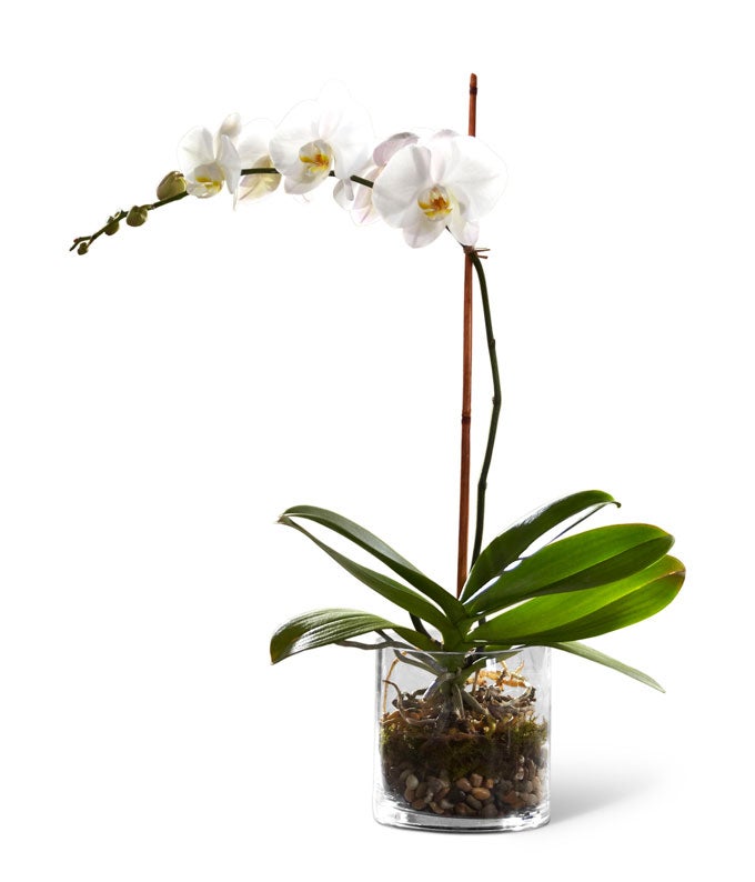 Phalaenopsis Orchid Plant with River Rocks in a Glass Cylinder Planter