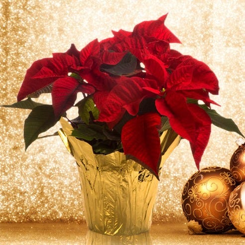 Red Poinsettia plant for delivery today to celebrate Christmas