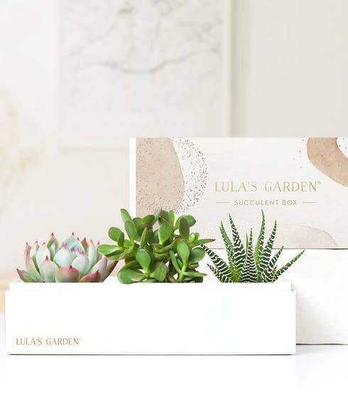 Lula's Garden ® Brilliant Jewel Succulent Gift