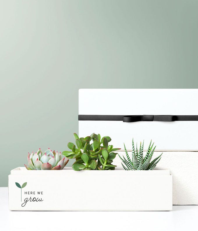 Back to School Succulent Jewel Planter