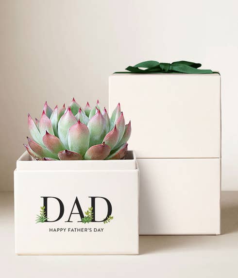 Lula's Garden ® Father's Day Bliss Succulent Plant