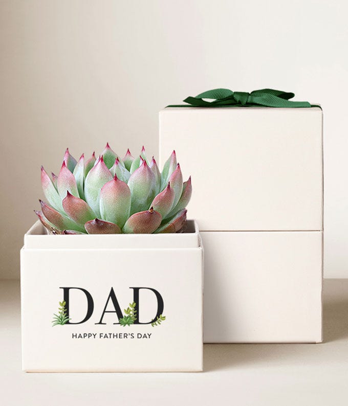 Lula's Garden  Father's Day Bliss Succulent Plant