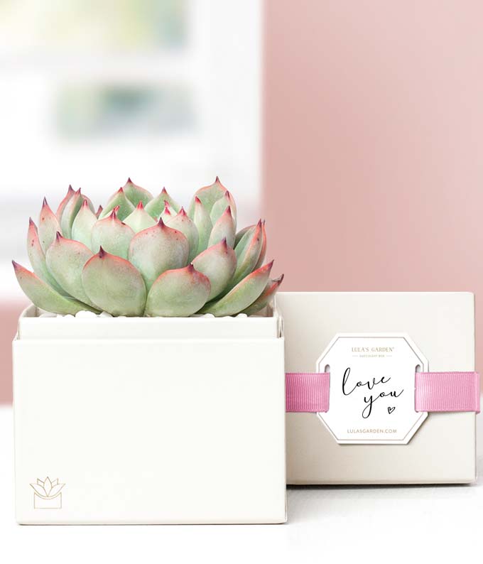 Lula's Garden Succulent Gift
