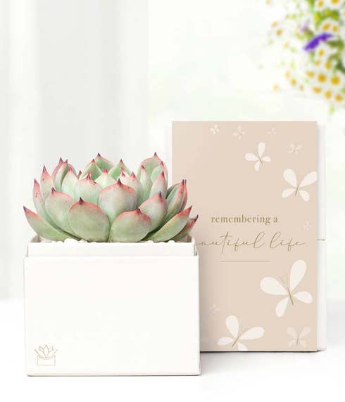 Remembering a Beautiful Life Lula's Garden ® Bliss Succulent Gift