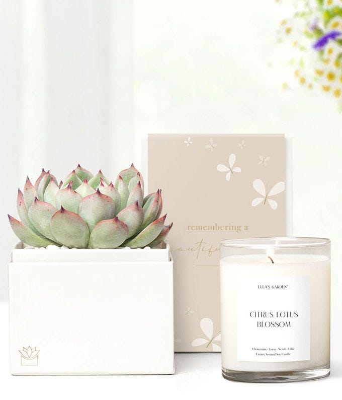 Remembering a Beautiful Life Lula's Garden ® Bliss Succulent Gift Set