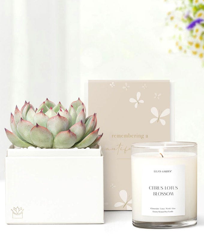 Remembering a Beautiful Life Lula's Garden  Bliss Succulent Gift Set